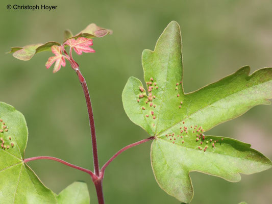 Gallmilben an Ahorn - Schadbild