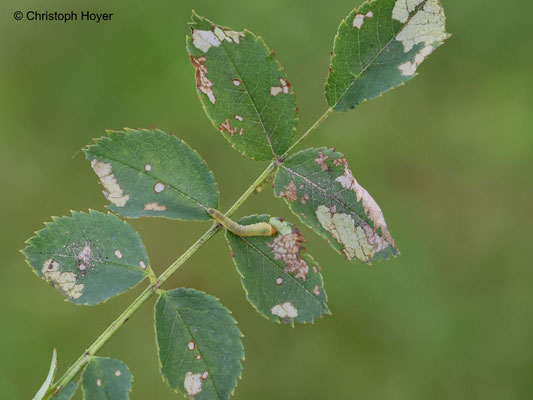 Rosenblattwespe  (Endelomyia aethiops Syn. Caliroa aethiops) - Schadbild und Larve