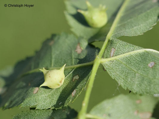 Galle von Diplolepis nervosa an Rosa canina 