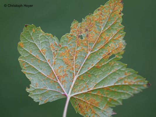 Rost an Johannisbeere