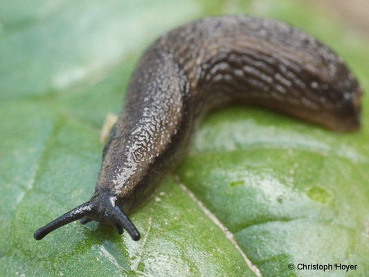 Kleine Gartenwegschnecke