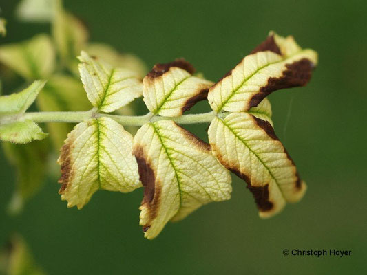 Chlorose an Rosa rugosa