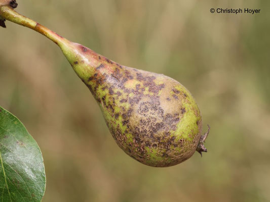 Birnenschorf an Frucht
