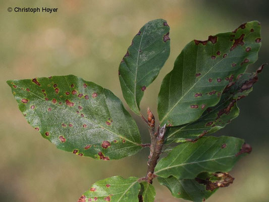 pilzliche Blattflecken, Blattbräune an Rotbuche