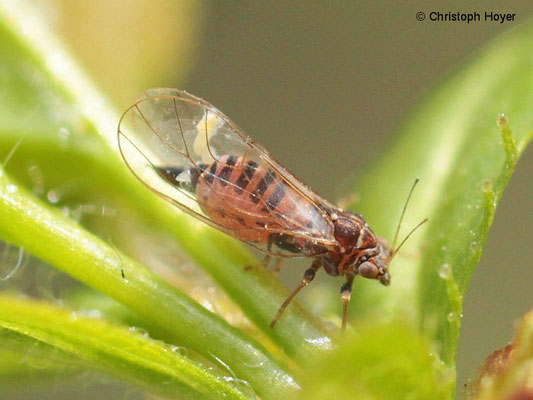 Weißdornblattsauger - Cacopsylla melanoneura
