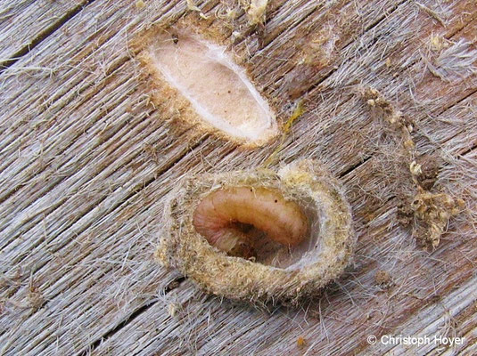 Apfelwickler Larve im Kokon