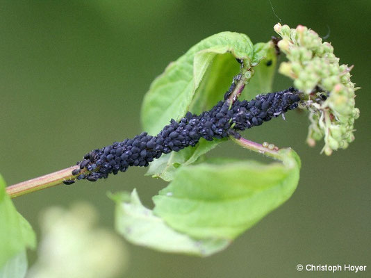 Blattläuse an Gemeinem Schneeball (Viburnum opulus)