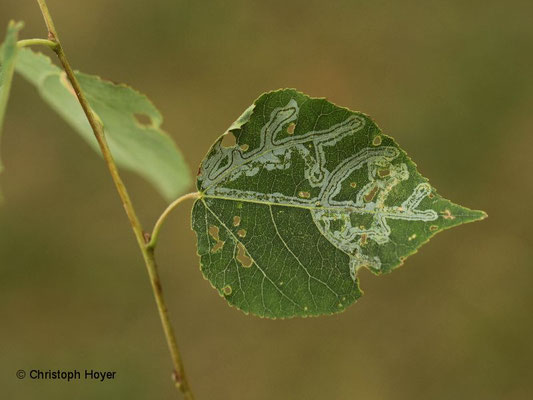 Miniermotte (Phyllocnistis labyrinthella) an Zitterpappel (Populus tremula) - Schadbild 