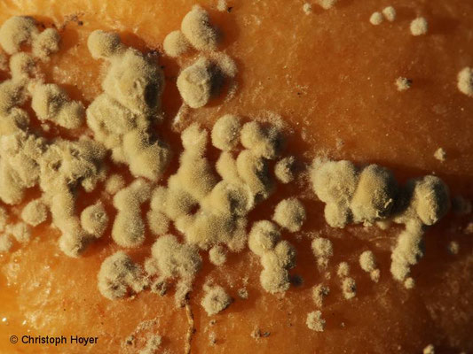 Monilia-Fruchtfäule an Apfel