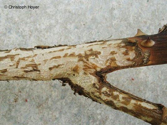 Mäusefraß an Rosentrieb