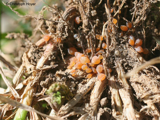 Wurzelläuse (Tetraneura ulmi) an Rasengräsern