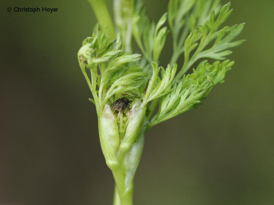 Wiesenwanze an Dill - Schadbild