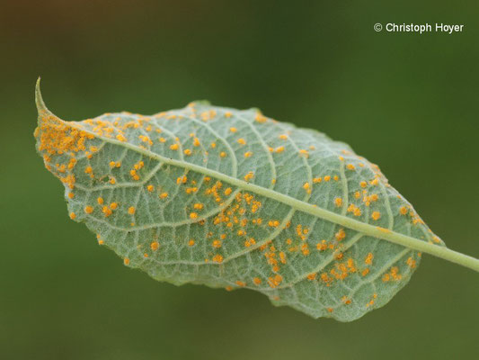 Rost (Melampsora spec.) an Weide (Salix caprea)