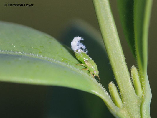 Buchsbaumblattsauger (Psylla buxi) - Larve