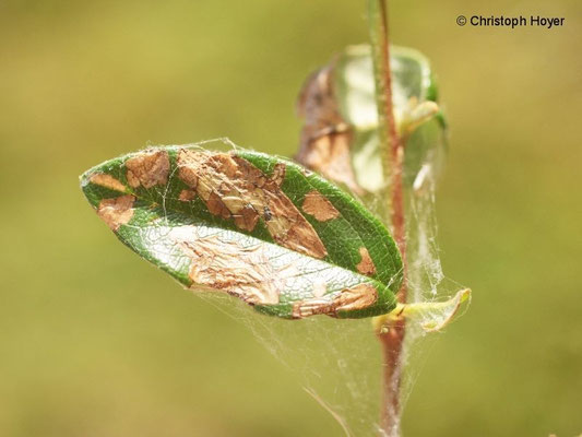 Mispelwickler an Cotoneaster - Schadbild