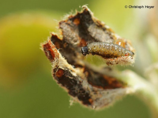 Grauer Knospenwickler (Hedya nubiferana) an Apfel - Larve