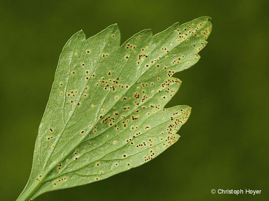 Rost (Puccinia bornmuelleri) an Liebstöckel (Levisticum officinale) 