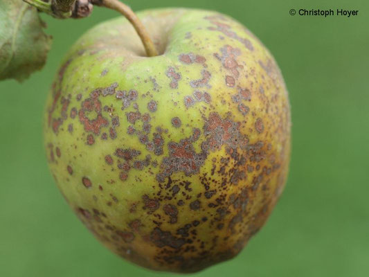 Apfelschorf an Frucht von 'Golden Delicious'