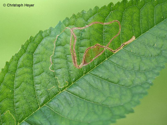 Schlangenminiermotte (Lyonetia clerkella) an Vogelkirsche/Süßkirsche (Prunus avium) - Schadbild