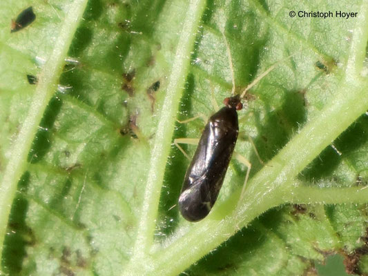 Haselnusswanze (Phylus coryli)