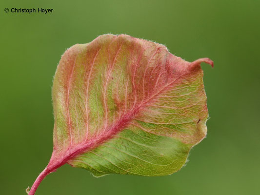 Birnentaschenlaus - Schadbild