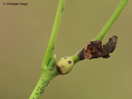 Knospengallmücke (Contarinia tiliarum) an Linde (Tilia spec.) - Schadbild