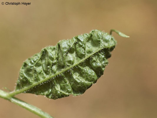 Gallmilben (Epitrimerus trilobus) an Holunder - Schadbild