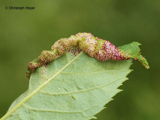 Eschenblattsauger (Psyllopsis fraxini) - Schadbild