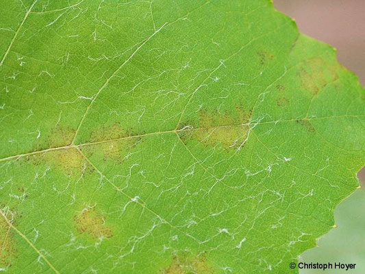 Falscher Mehltau an Wein (Plasmopara viticola) - beginnender Befall am Blatt