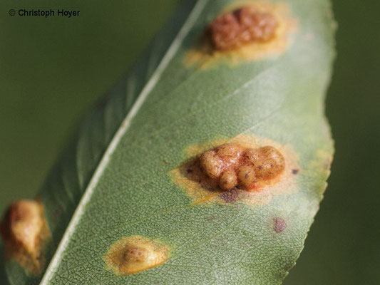 Birnengitterrost (Gymnosporangium sabinae) an Birne  - Schadbild Blatt