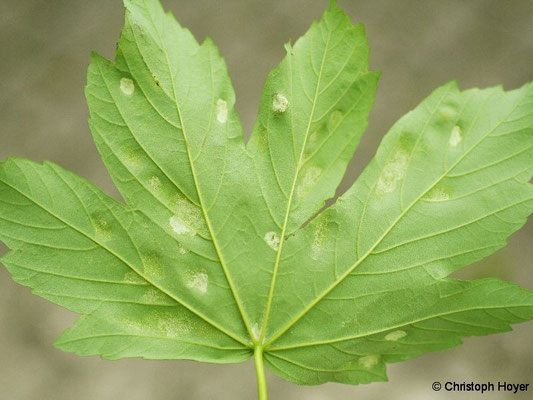 Gallmilben an Ahorn - Schadbild