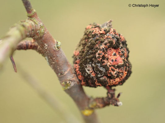 Monilia-Fruchtfäule an Apfel - Fruchtmumie im Winter