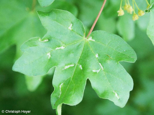 Gallmilben an Ahorn - Schadbild