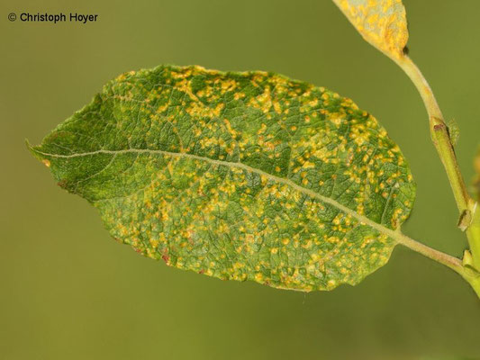 Rost (Melampsora spec.) an Weide (Salix caprea)