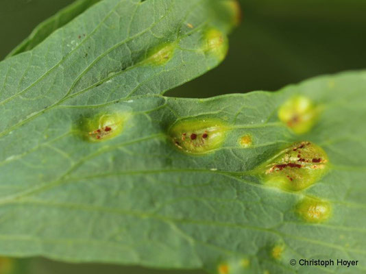 Rost (Puccinia bornmuelleri) an Liebstöckel (Levisticum officinale) 