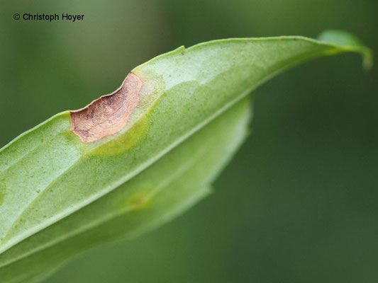Forsythe - Blattfleckenkrankheit (Cladosporium forsythiae)