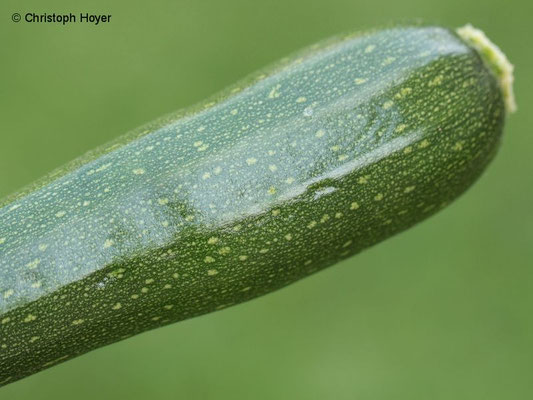 Virus an Zucchini - Fruchtsymptome