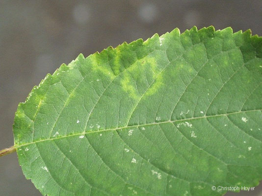 Virussymptome an Vogelkirsche (Prunus avium)