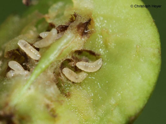 Birnengallmücke - Larven in der Frucht