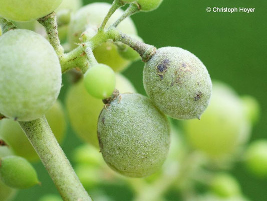 Echter Mehltau an Wein - Fruchtbefall