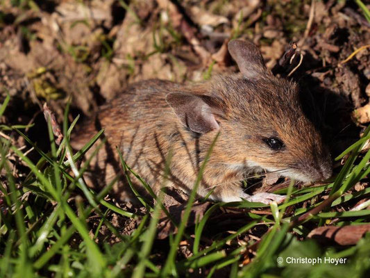 Feldmaus