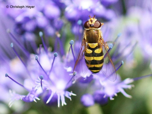 Große Schwebfliege (Syrphus ribesii)