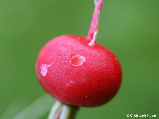 Gartenwegschnecke an Radies - Schadbild