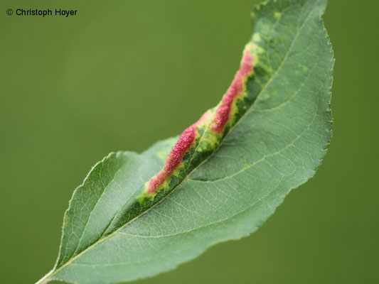 Apfelfaltenlaus (Dysaphis spec.) - Schadbild