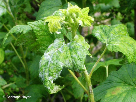 Echter Mehltau (Sphaerotheca mors-uvae) an Johannisbeere (Ribes rubrum, R.  nigrum) - Schadbilder