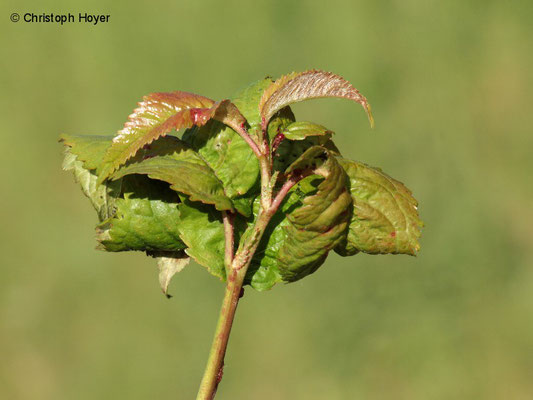 Schwarze Kirschenlaus (Myzus pruniavium, M. cerasi) an Vogelkirsche (Prunus avium)