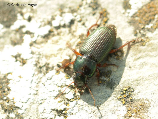 Rotbeiniger Schnellläufer (Harpalus spec.)