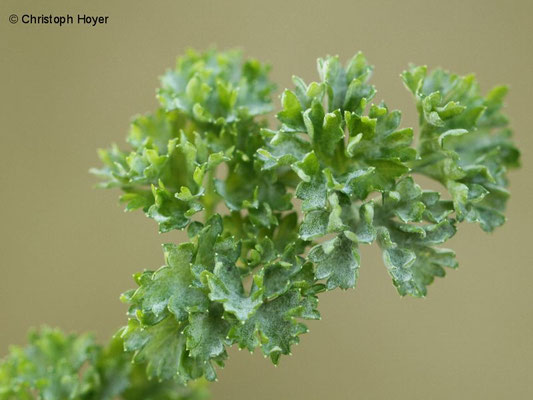 Echter Mehltau (Erysiphe heraclei) an Petersilie (Petroselinum crispum)