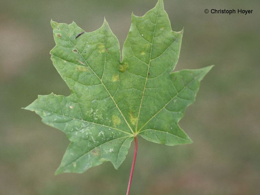 Gallmilben an Ahorn - Schadbild