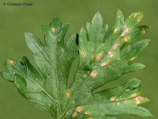 Petersilie - Septoria-Blattflecken - Schadbild